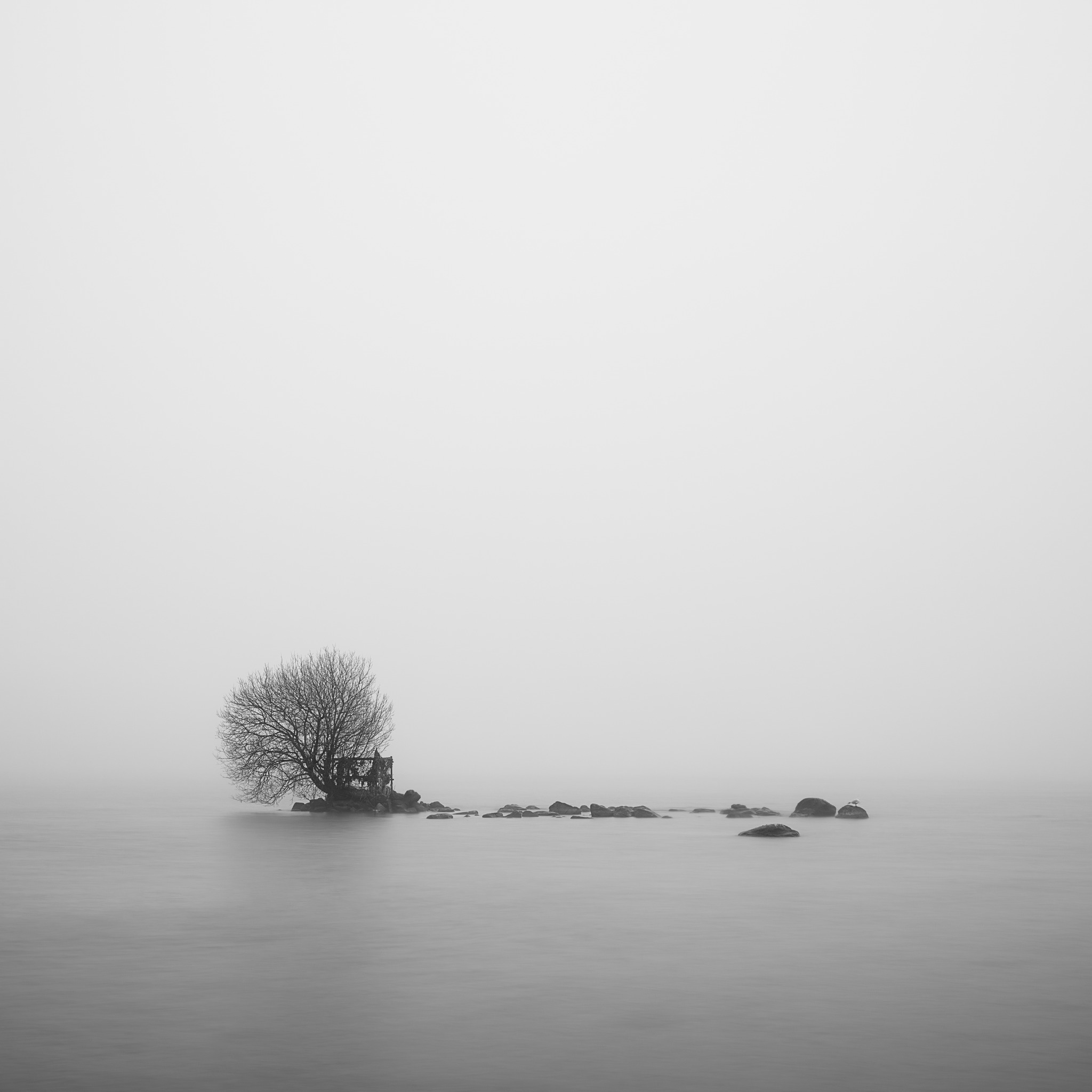 Little Tree Hide — a tiny tree and structure emerging from mist and still water