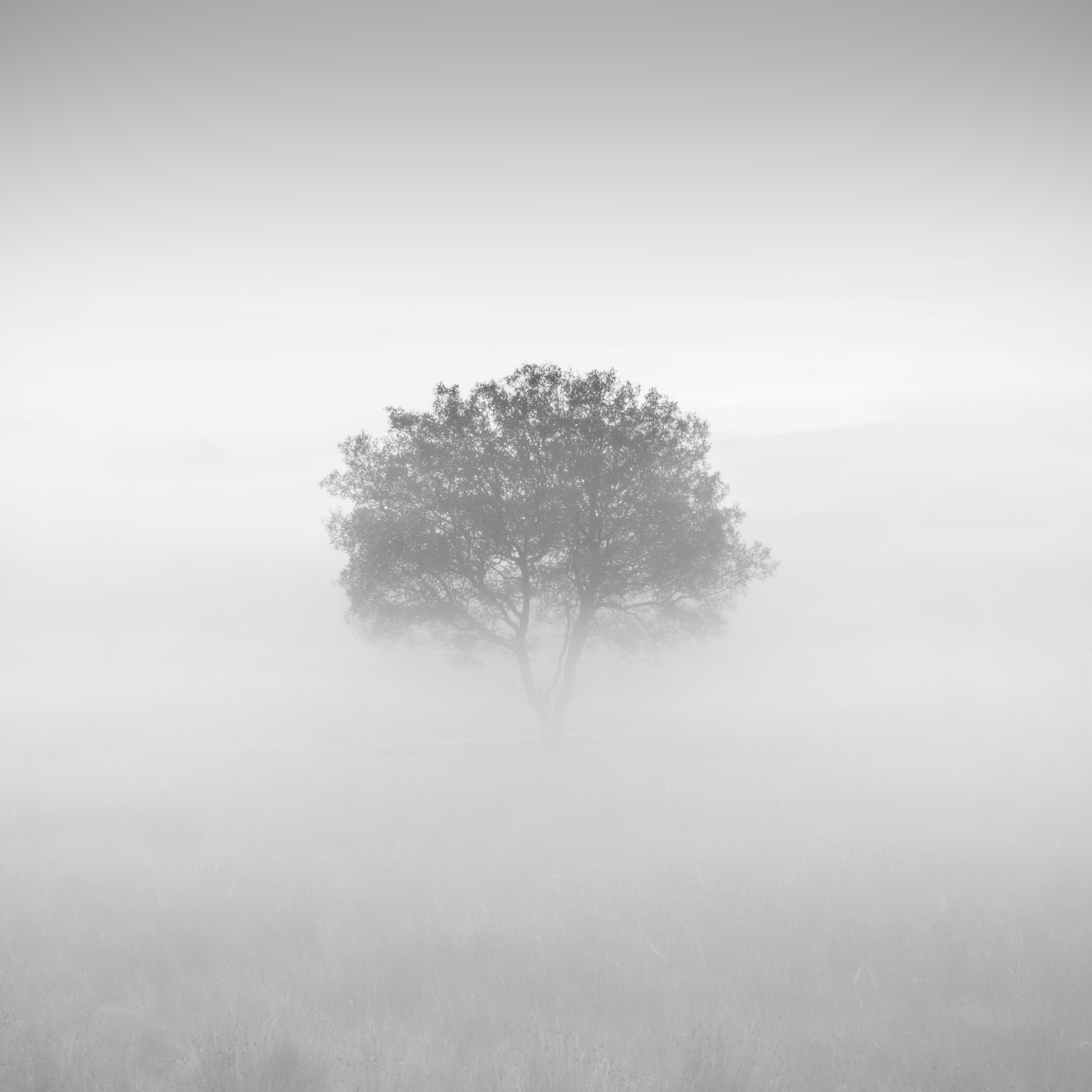 Nebulous — a solitary tree dissolving into bright fog