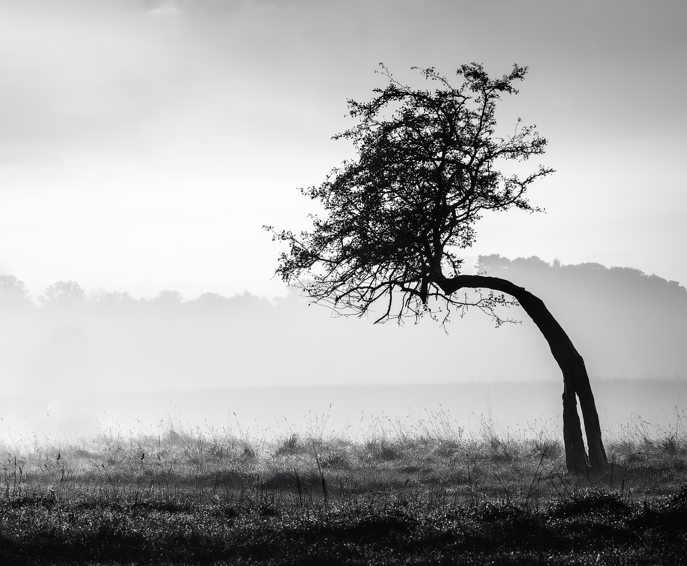 Bent, Not Broken — an isolated bent tree standing within mist