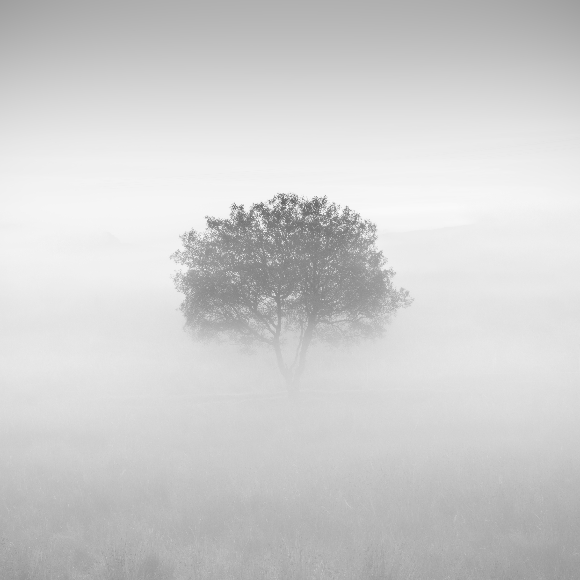Nebulous — a quiet landscape partially obscured by mist and atmosphere
