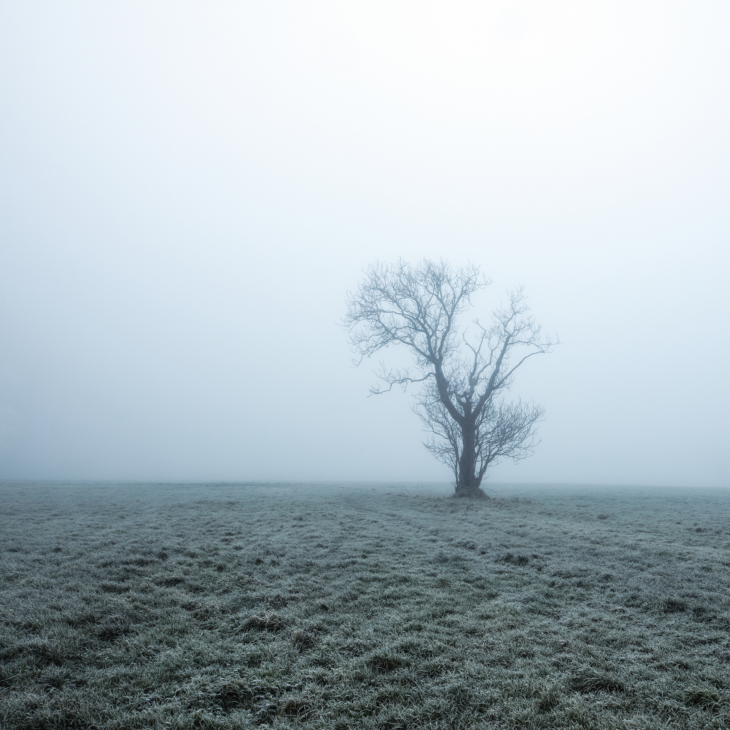 Standing in Silence — an isolated tree held within a quiet atmospheric landscape